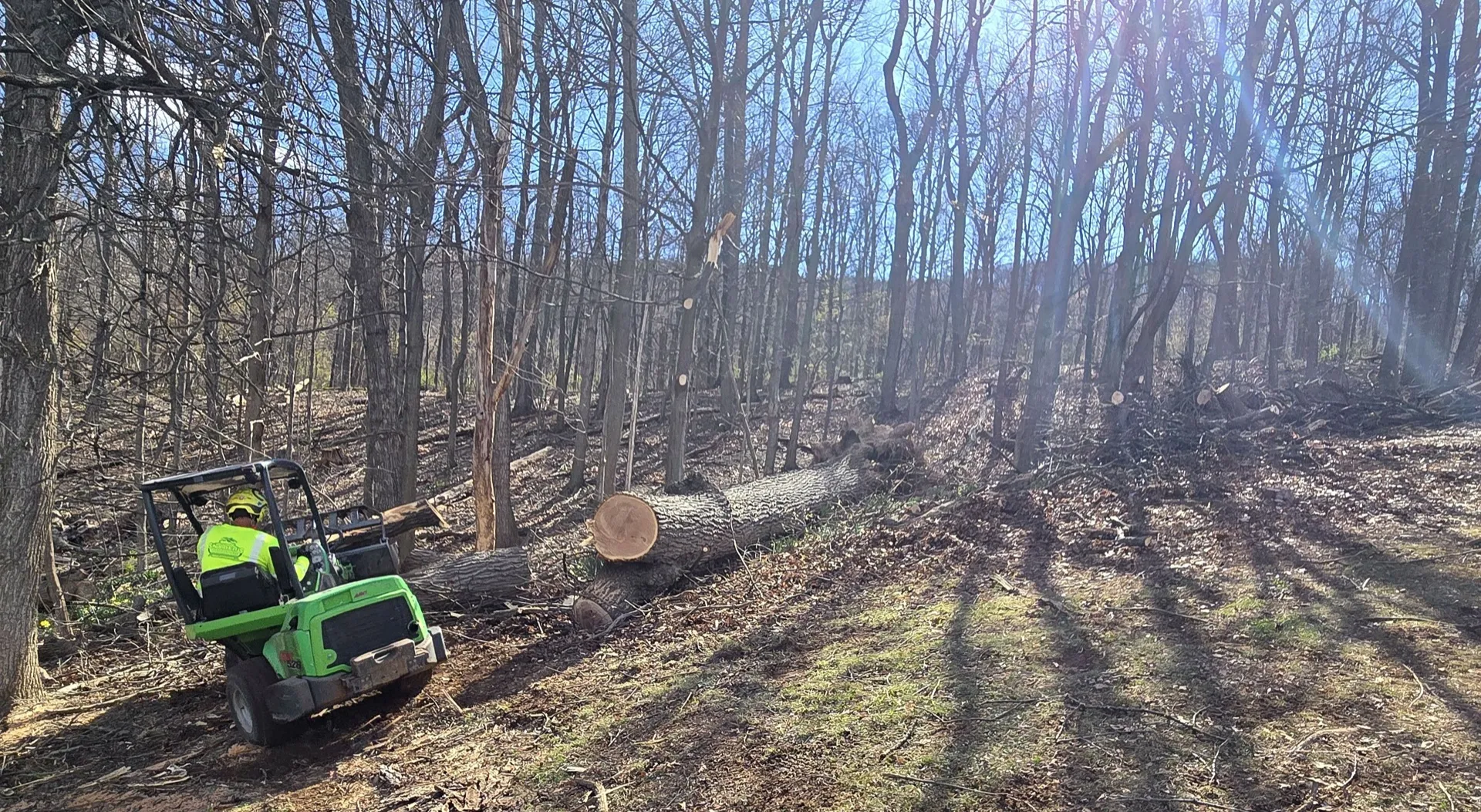 Compact skid-steer clearing a wooded lot with freshly cut logs nearby.