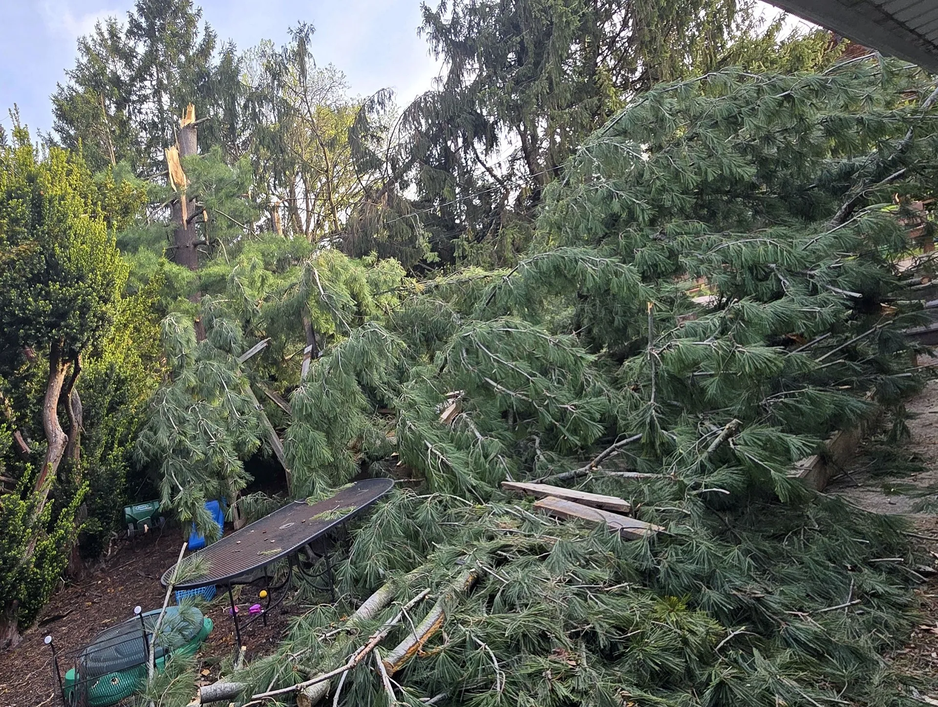 Massive downed evergreen across a residential yard after a storm.